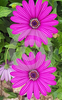 two gorgeous purple daisies photo