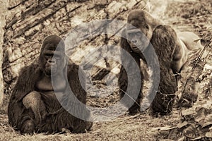 Two Gorillas photo