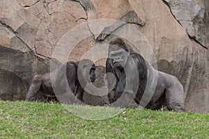 Two gorrilas talking