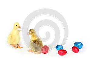 Two goslings with Easter eggs