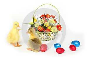 Two goslings with Easter eggs and flowers