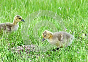 Two goslings in grass walking