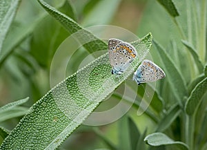 Two gossamer-winged butterflies