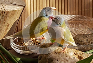 Two Gouldian Finches with blue-gray heads. One with white and the other with purple breasts.