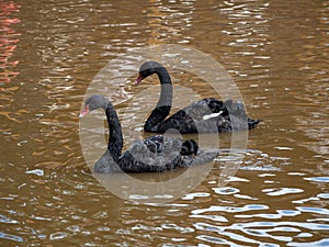 Two graceful black swans with a red beak is swimming on a lake with dark brown water. Black swans is reflected in the water