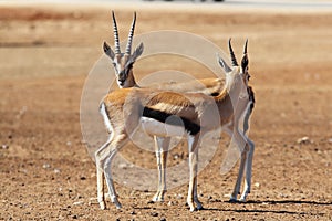 Two graceful gazelle Thomson is going to meet