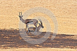 Two graceful gazelle Thomson resting