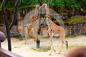 Two Graceful Giraffes Walking in the Wildlife Park