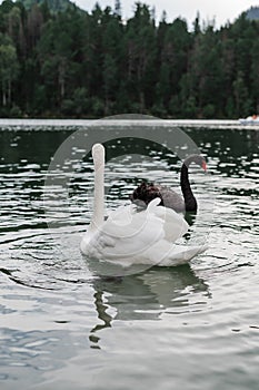Two graceful swans of black and white color with red beaks are swimming on a lake. Swans are reflected in the water