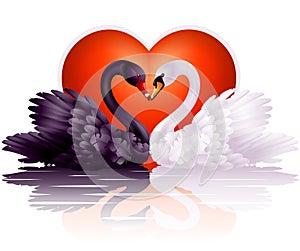 Two graceful swans in love