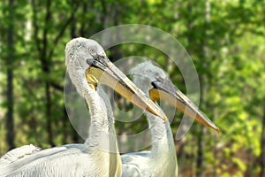 Two graceful white pelicans with huge beaks