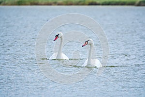 Two Graceful white Swans swimming in the lake, swans in the wild