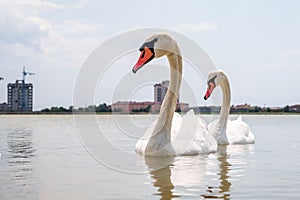 Two Graceful white Swans swimming in the lake, swans in the wild