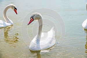 Two Graceful white Swans swimming in the lake, swans in the wild