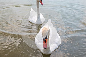 Two Graceful white Swans swimming in the lake, swans in the wild