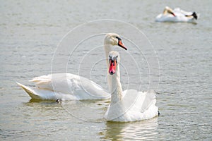 Two Graceful white Swans swimming in the lake, swans in the wild