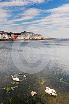 Two gracious white swans with their four cygnets in water.  Corrib river, Galway city,