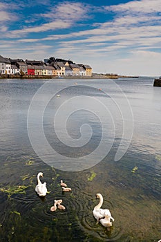 Two gracious white swans with their four cygnets in water. Corrib river, Galway city, Ireland.