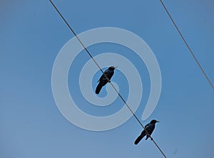 Two Grackles Perched On A Powerline.