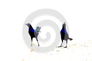 Two Grackles Singing and Strutting on a White Background.