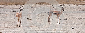 Two Grant`s gazelles Nanger granti standing on dry ground