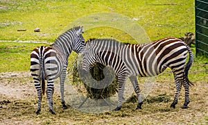 Two grants zebras eating hay from the crib, animal feeding, near threatened mammal species from the plains of Africa