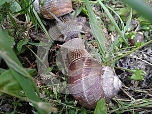 Two grape snails kiss in the grass