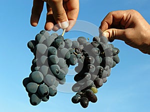 Two grapes clusters