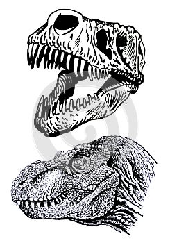 Two graphical heads of tyrannosaurus isolated on white, head and skull of dinosaur vector element