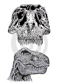 Two graphical heads of tyrannosaurus isolated on white, head and skull of dinosaur vector element