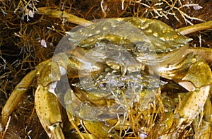 Two Grass Crabs