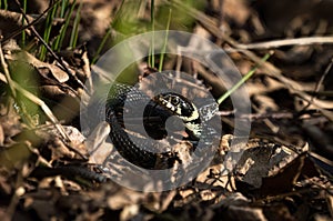 Two grass snake heads