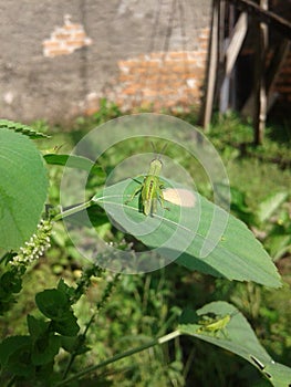 Two grasshoper