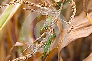 Two grasshopper sitting on the dry maize inflorescence.