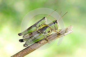 Two grasshoppers