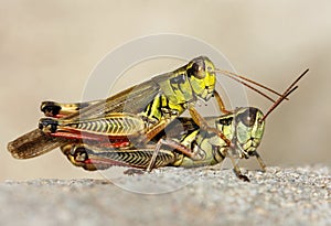 Two grasshoppers.