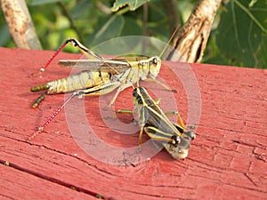 Two grasshoppers