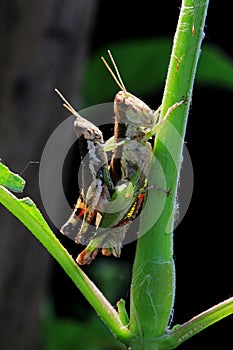 Two Grasshoppers Having Sex