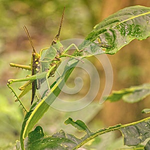 Two grasshoppers mating on a leaf