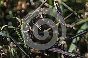 Two grasshoppers together