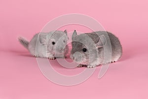 Two gray  baby chinchillas seen from the side on a pink background