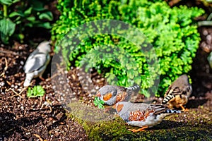 Two gray birds with orange beaks and white dots on their wings a