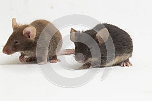 Two Gray black common house mouse isolated on white background