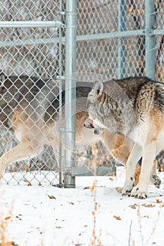 two gray and black wolves in a fenced area playing