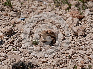 Two gray-brown agams on the ground during mating. Lizards in the desert on a sunny summer day