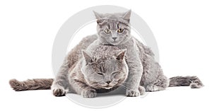 Two gray cat.