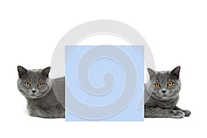 Two gray cats lie behind a banner on a white background