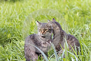 Two gray cats sit in the grass and look in different directions