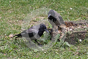 Two gray crow sitting on the lawn