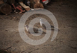 two gray cuckoos are walking photo